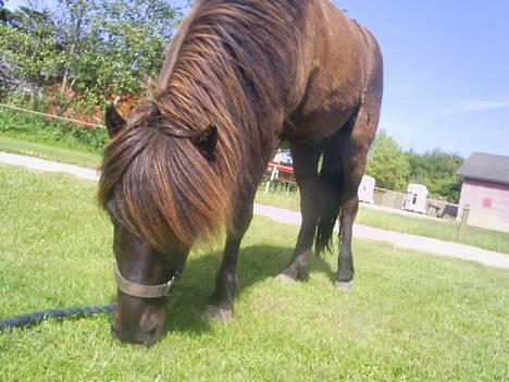Islænder Svartur fra Tingvad - svartur min egen. billede 2