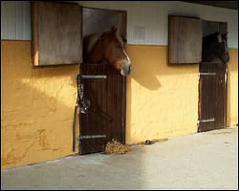 Jyde Gunter død:´( - gunter i sin boks billede 8