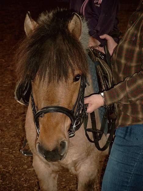 Anden særlig race Tulle(død) R.I.P - her står min mor og holder hende og dengang var hun en fræk lille tøs... nu er hun bare dejlig. billede 1