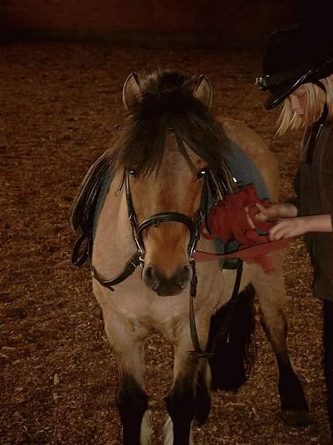 Anden særlig race Tulle(død) R.I.P - og her er hun igen.. og nu er jeg selv med hende.... er hun ikke bare flot..:) billede 2