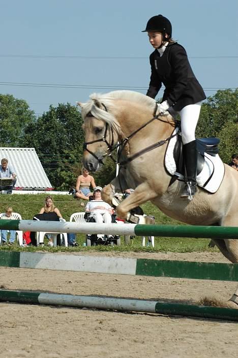 Fjordhest Laban - Aflivet. - sommeren 05. billede 2