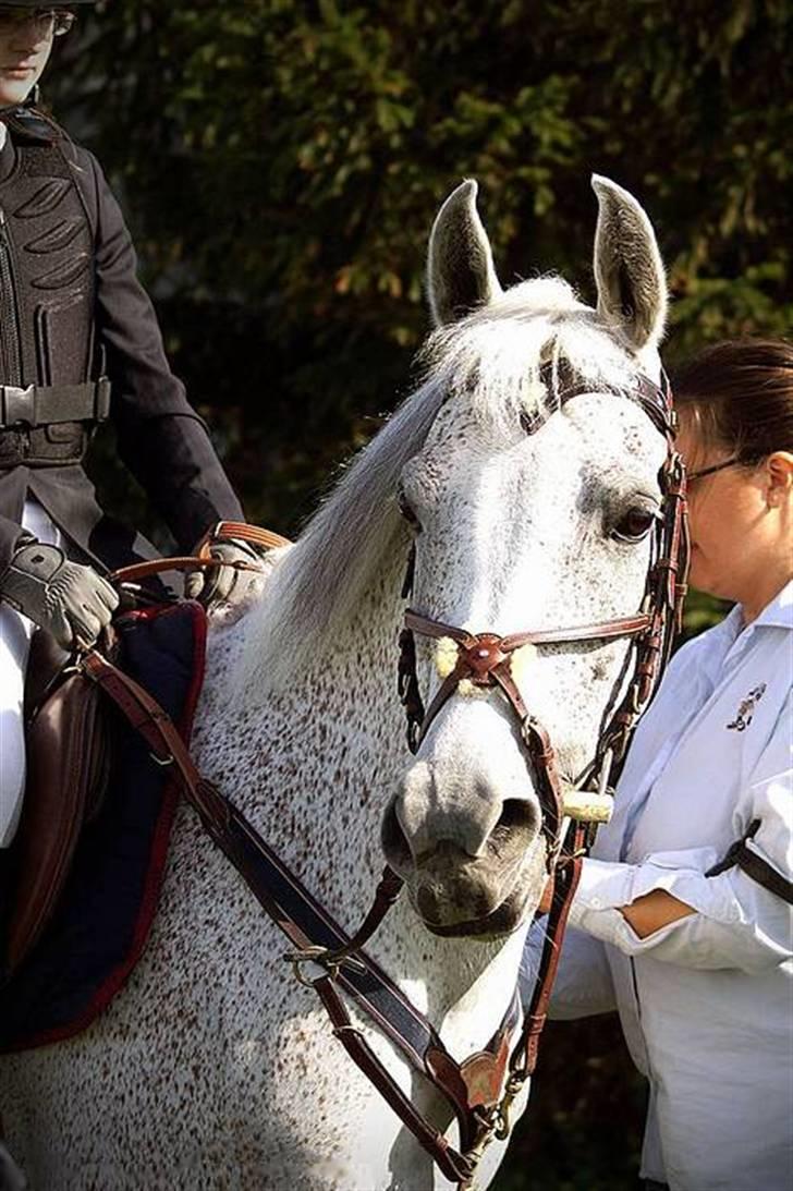 Arabisk fuldblod (OX) Meksikana OX (SOLGT) - 2006 billede 5