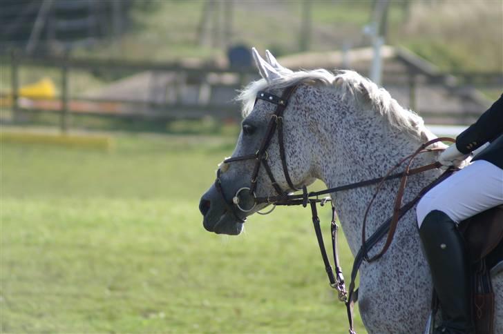Arabisk fuldblod (OX) Meksikana OX (SOLGT) billede 7