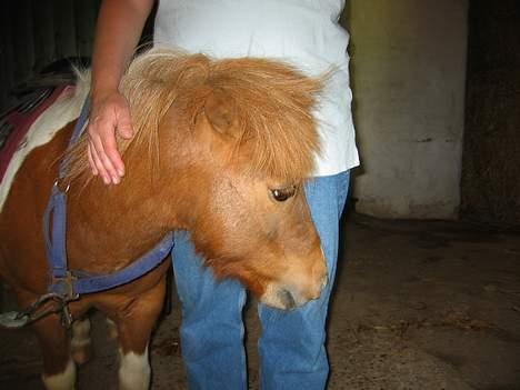 Shetlænder Harlekin - Harlekin som er ved at blive sadlet op billede 4