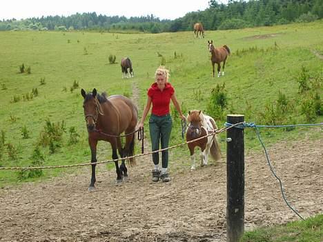 Shetlænder Harlekin - Mig der henter ham på folden billede 5