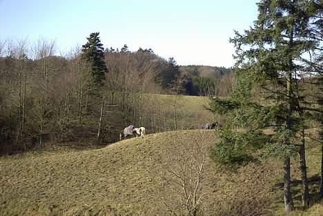 Shetlænder Harlekin - Harlekin hygger sig på folden billede 8