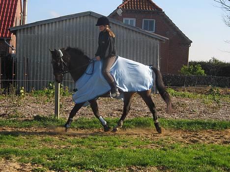 New Forest Callahan (Calle) Solgt - Calle og Rikke j billede 2