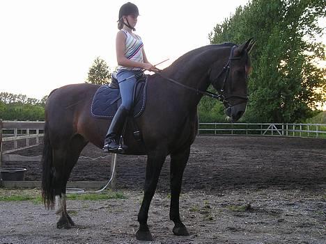 Oldenborg Marco - STOR, stor hest...!   :oD    HeHe, det er så MARCO! billede 1