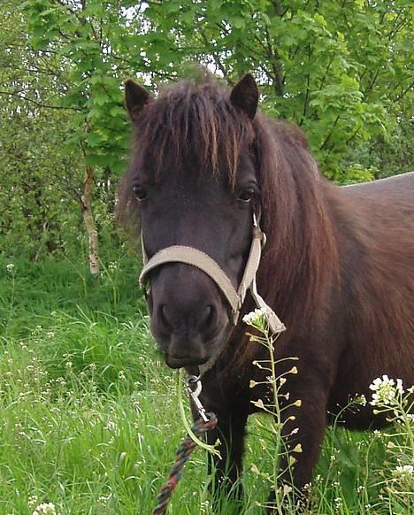 Shetlænder line<3 - her er min dejlige line... på marken . billede 1