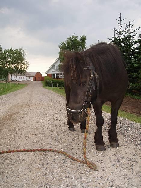 Shetlænder line<3 - Line min dejlige pony.. her står hun på grusvejen ned til vores gård ..  billede 2