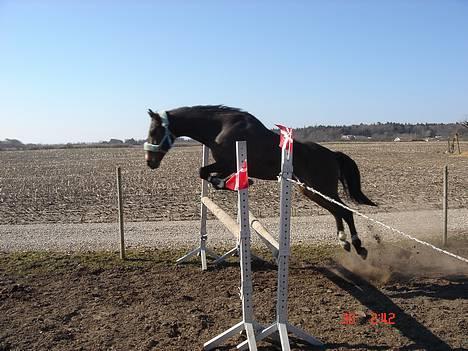 New Forest Callahan (Calle) Solgt - JohaaR d FEDT:) billede 8
