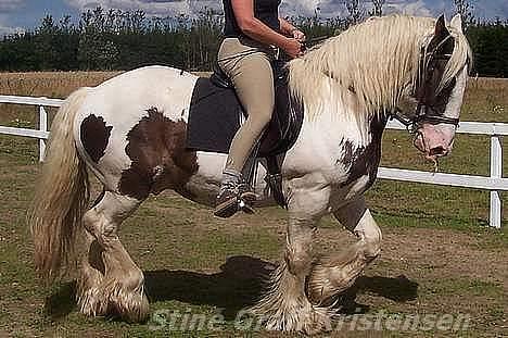 Tinker Romoses Spencer - Spencer den smukke (Stines mor rider) billede 1