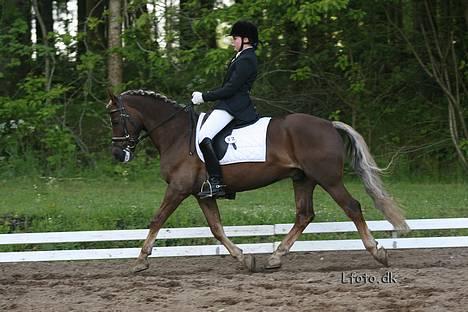 Welsh Cob (sec D) Dankirkeby icon - Solgt - LA5 Morsø 2006 billede 3