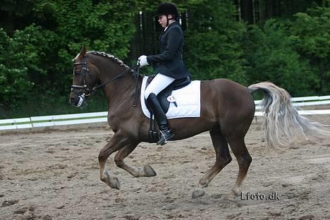 Welsh Cob (sec D) Dankirkeby icon - Solgt - LA5 Morsø 2006 billede 4