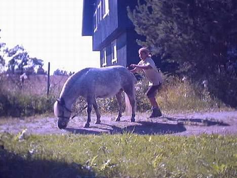 Shetlænder Tangens Herkules - Jeg hopper opp på Herku bakfra! :P billede 7