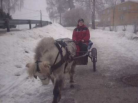 Shetlænder Tangens Herkules - Se såå søt! :D Han er kjempe flink til å kjøre! =) billede 8