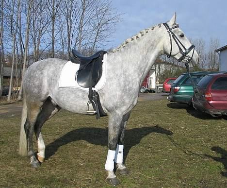 Anden særlig race Firhøjs Eminent billede 5