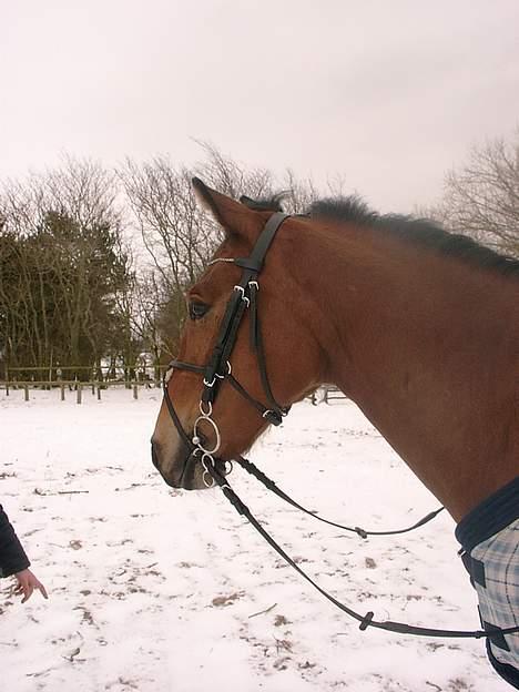 Anden særlig race Cheval  (Har haft lånt) - er han ikk flot?? billede 5