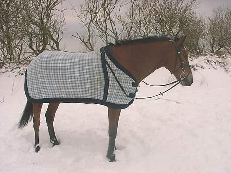 Anden særlig race Cheval  (Har haft lånt) - Cheval i sneen!! billede 6