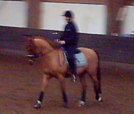 Anden særlig race Dagalin *solgt* - Dagalin med hans nye ejer. billede 6