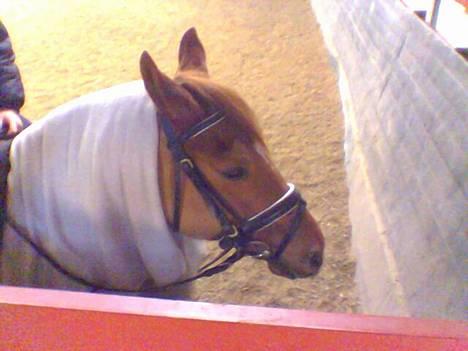 Anden særlig race Dagalin *solgt* billede 8