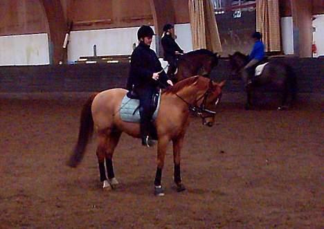 Anden særlig race Dagalin *solgt* billede 9