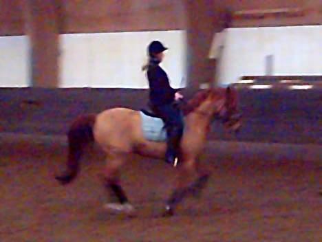 Anden særlig race Dagalin *solgt* billede 10