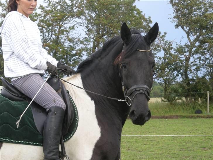 Pinto Gipsy  - Velkommen til vores profil :) billede 1