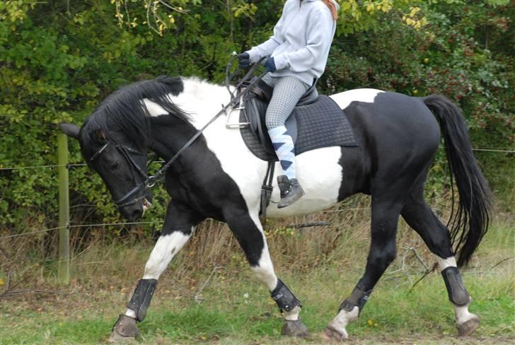 Pinto Gipsy  - er ligeså lige på begyndt træning igen :) billede 2