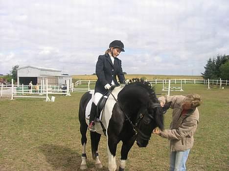 Pinto Gipsy  - der er han fin.. til stævne billede 3