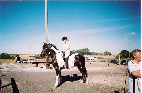 Pinto Gipsy  billede 4