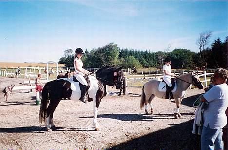 Pinto Gipsy  billede 5