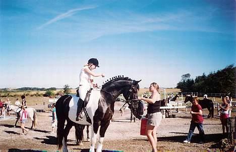 Pinto Gipsy  billede 6