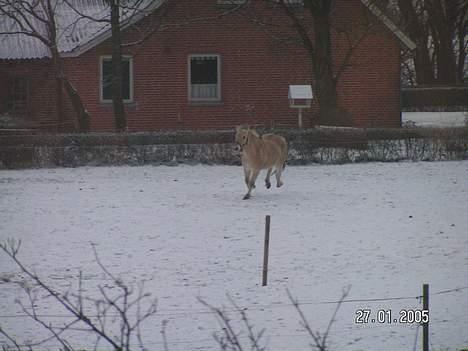Fjordhest Freja (død) - jubiiii.... Freja er glad for at komme ud på marken i sne vejr :)... fuldfart fremad... billede 5