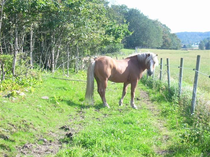 Haflinger AMOR - Er jeg ikke fin billede 10