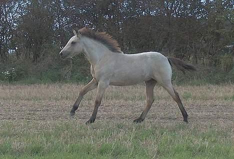 Connemara Salia Maree Manié SOLGT - i fri natur billede 2