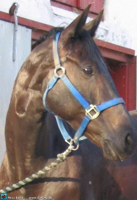 Oldenborg Nikita - Kuk kuk billede 1