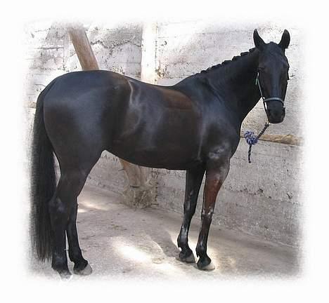 Oldenborg Nikita - Slapper lige a´inden det går løs til mesterskab 2004 billede 6