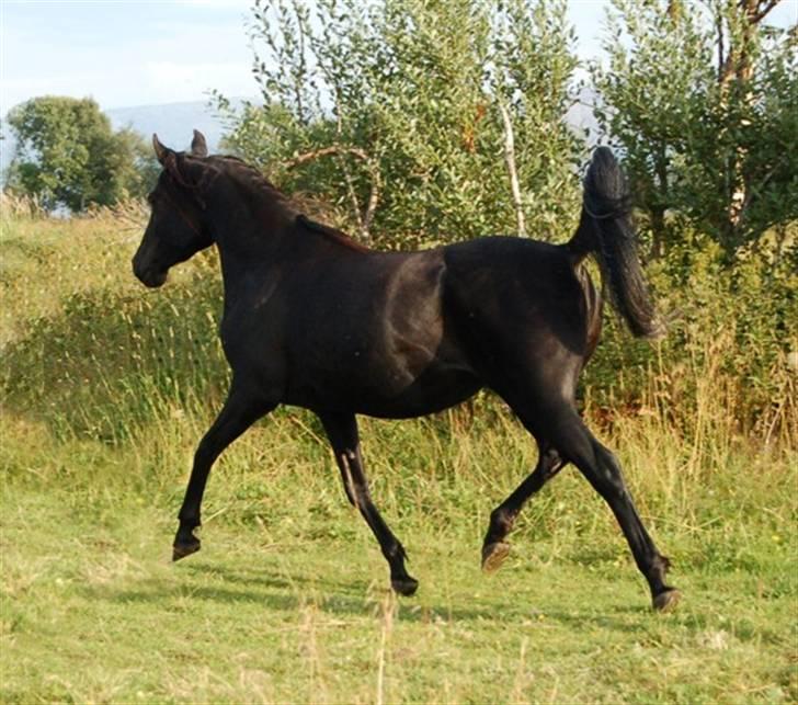 Arabisk fuldblod (OX) Hayabusa billede 7