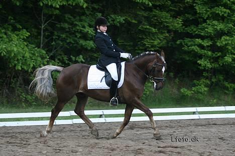 Welsh Cob (sec D) Dankirkeby icon - Solgt - LA5 Morsø 2006 billede 2