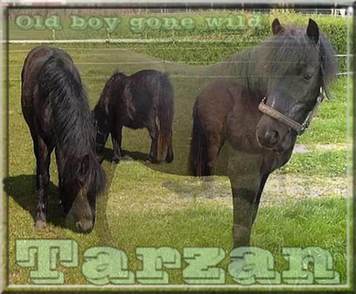 Anden særlig race Tarzan (Brumbassen) R.I.P billede 1