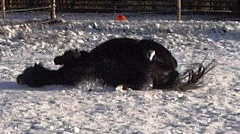 Anden særlig race Tarzan (Brumbassen) R.I.P billede 2