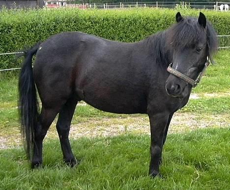 Anden særlig race Tarzan (Brumbassen) R.I.P billede 3