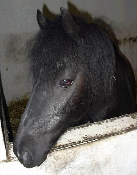 Anden særlig race Tarzan (Brumbassen) R.I.P billede 4