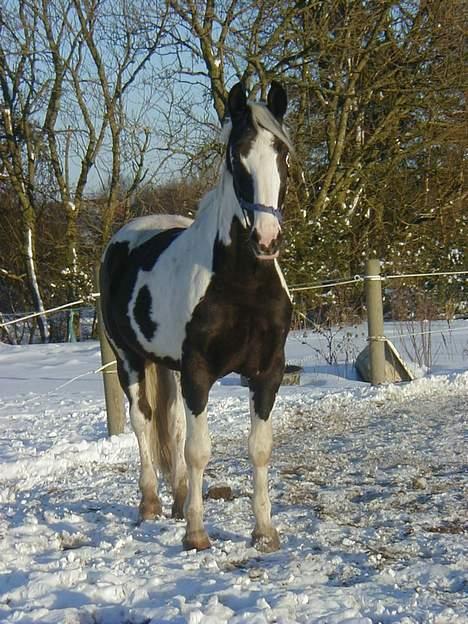 Pinto Horsebjerg Basquewill død billede 7