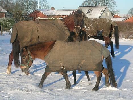 Anden særlig race *Stella* - Find stella ?... :P billede 1