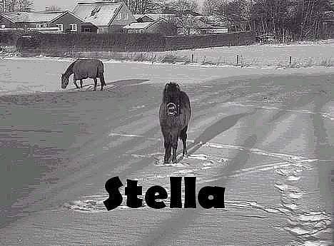 Anden særlig race *Stella* - Flot ik ? det er min søster LOUISE O <--- her inde der har lavet det.. (hun havde stella før, men fik så lov til at oprette hende selv..) billede 3