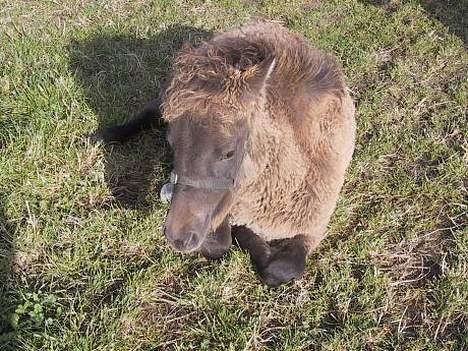 Anden særlig race *Stella* - lige et rigtig sødt billede af hende.... (der kommer flere billeder senere... de andre billeder ligger på min fars computer) billede 5