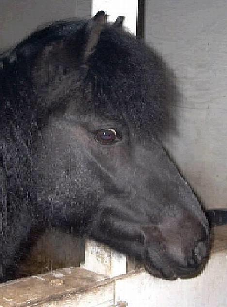 Anden særlig race Tarzan (Brumbassen) R.I.P billede 5