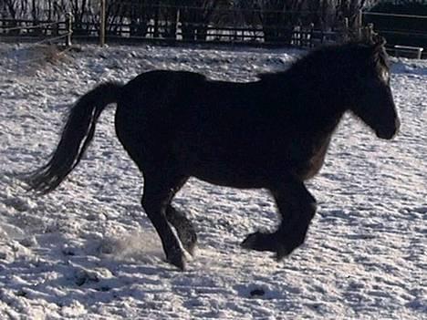Anden særlig race Tarzan (Brumbassen) R.I.P billede 6